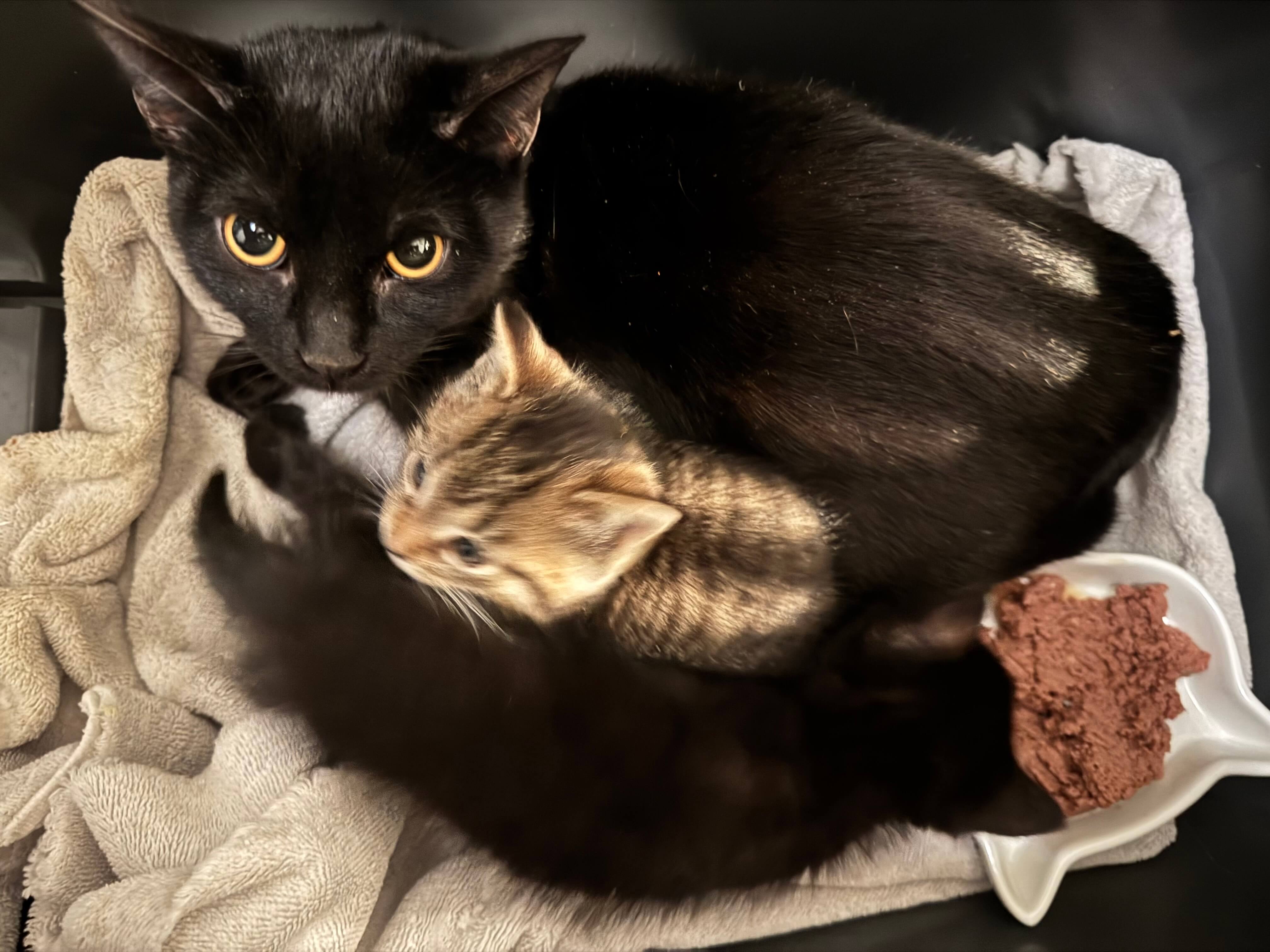 Hoarding situation rescue