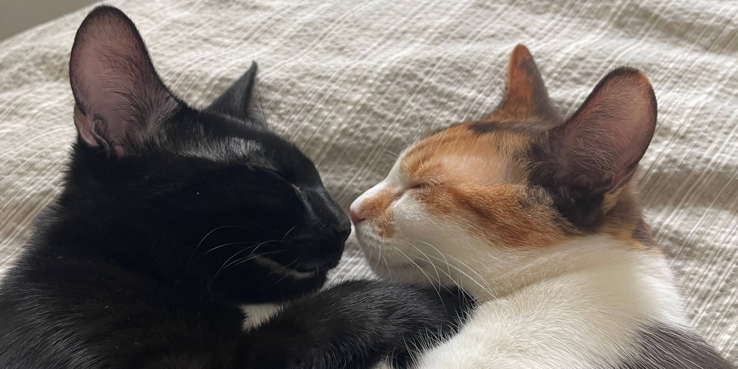 Cat rescue background